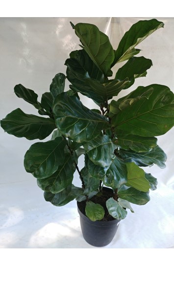 Ficus lyrata