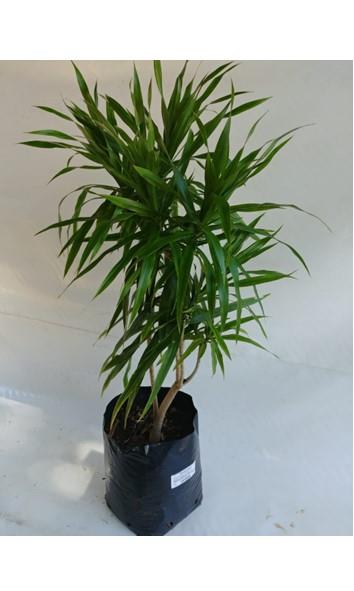 Feature Plants