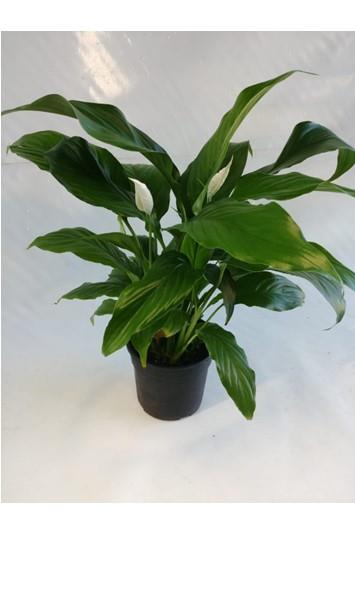 Indoor and patio plants