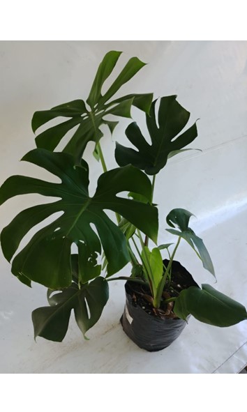 Monsteira deliciosa