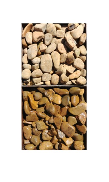 Pebbles Camel