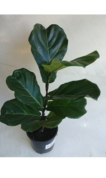 Ficus lyrata Fiddle Leaf Fig