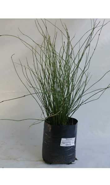 Chondrapetalum tectorum 5Litre