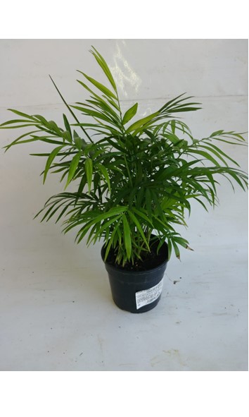 Chamaedorea elegans 15cm