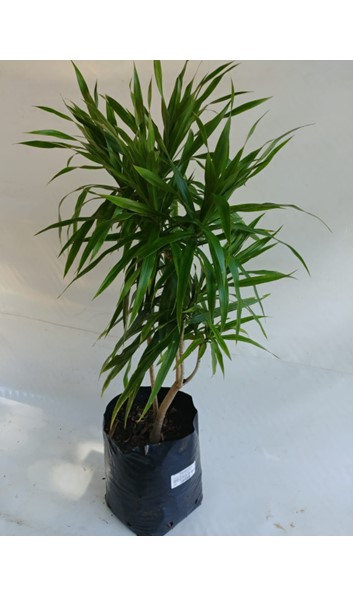 Dracaena Angazi 20Litre