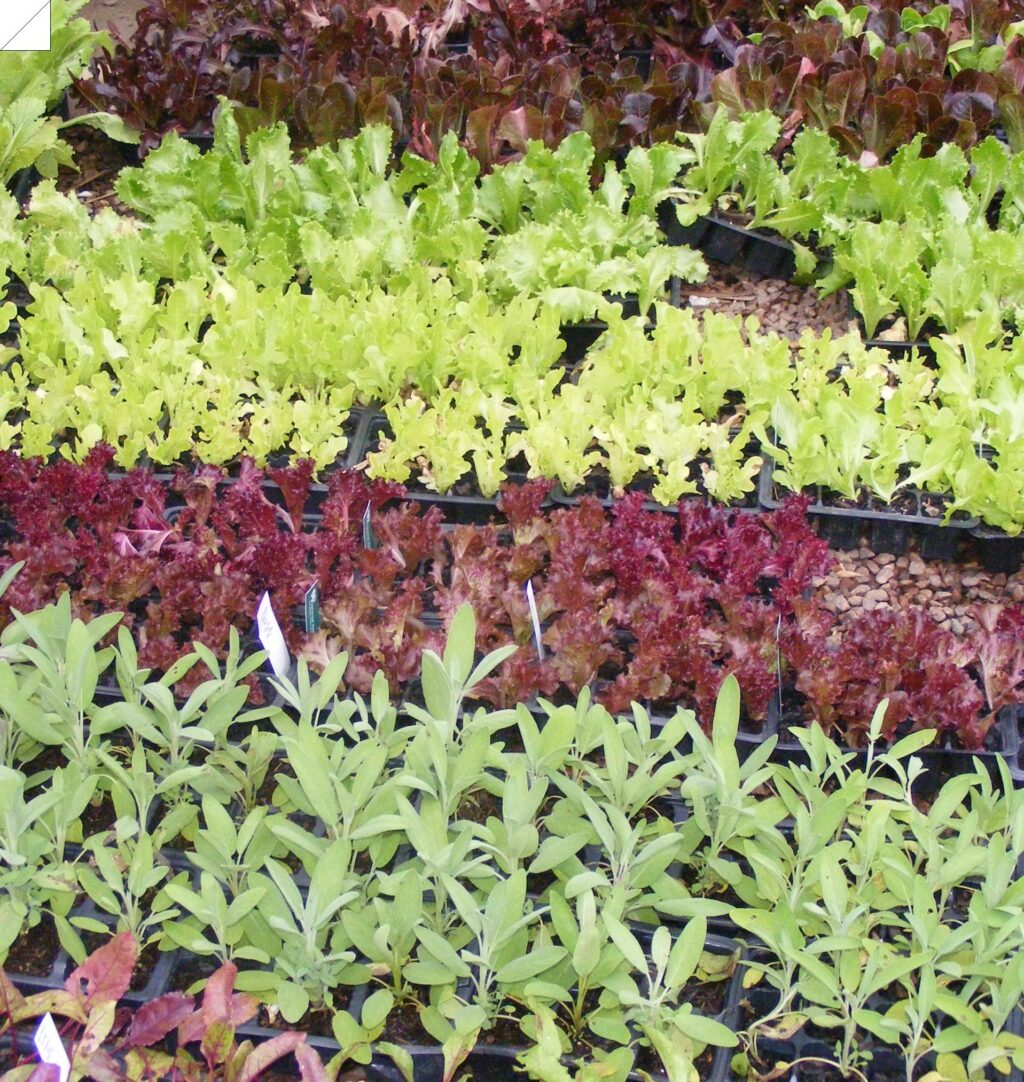 Seedlings
