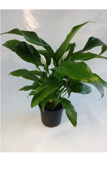 Spathiphyllum 15cm