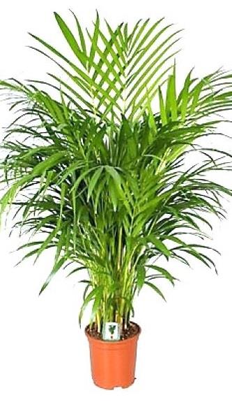 Palms