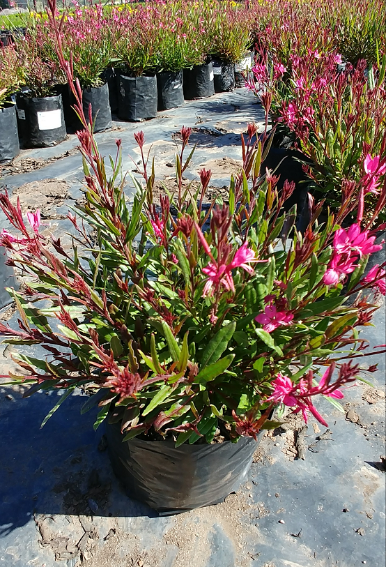 Gaura Dark pink
