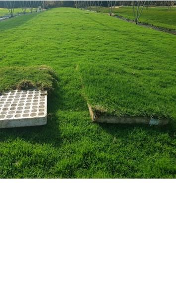 Lawn
