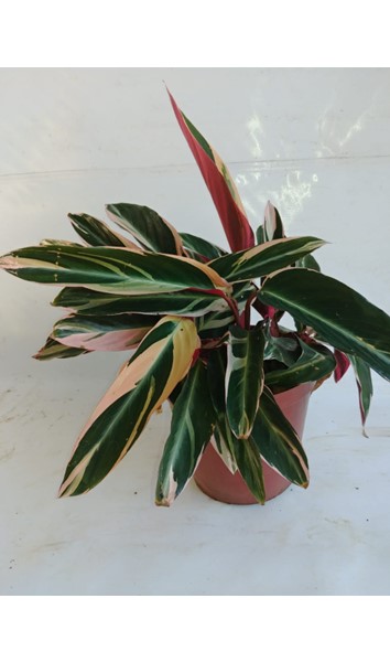 Ctenanthe Tricolor20cm