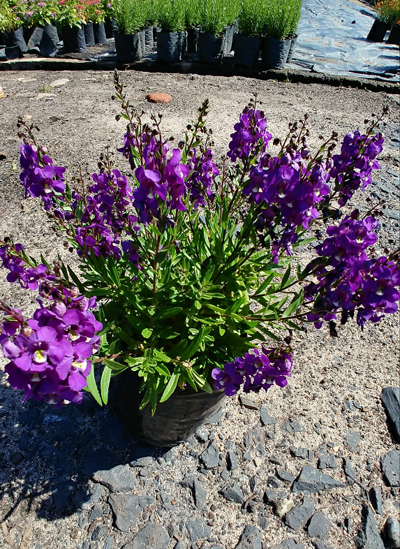 Angelonia purple