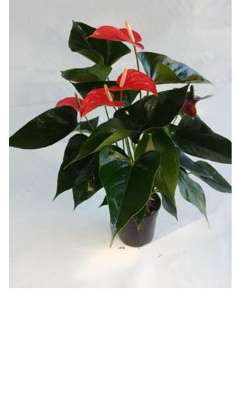 Shade Plants