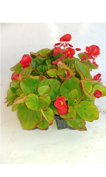 Begonia Red 6 pack