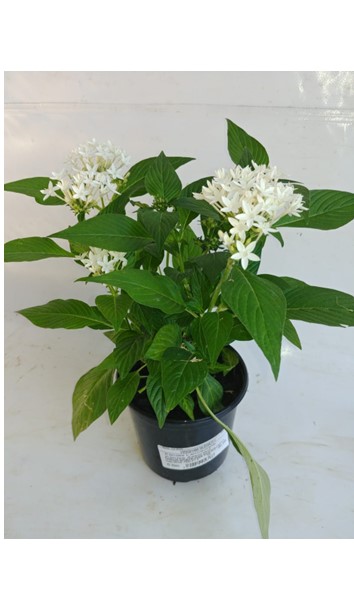 Pentas lanceolata