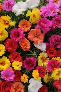 Colour (annuals and perennials)