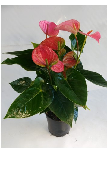 Anthurium Pink 14cm