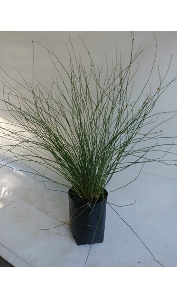 Chondrapetalum tectorum 8litre