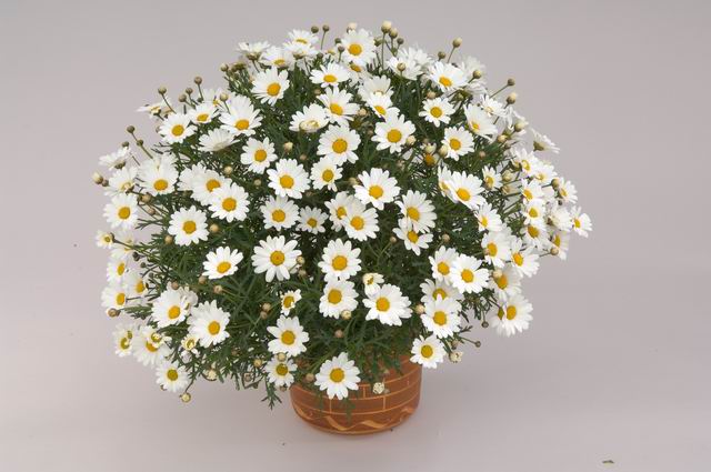 Argyranthemum Everest
