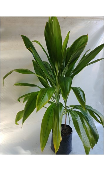 Cordyline terminalis 20L