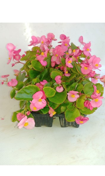 Begonia pink 6 pack