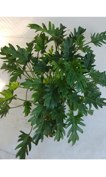 Philodendron Xanadu 19cm