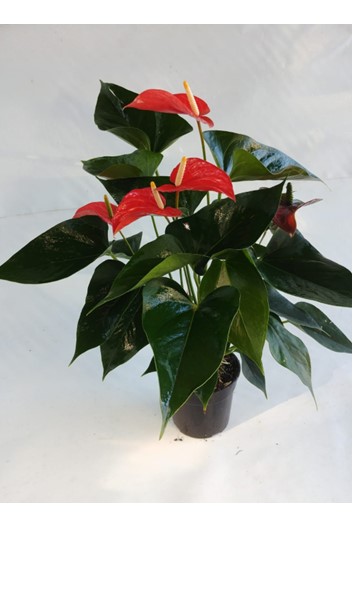 Anthurium orange